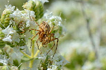 Lynx spider (Oxyopes heteropthalmus) hunting for insect prey on Cretan oregano flowers (Origanum onites), Lesbos / Lesvos, Greece, May.