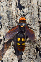Mammoth wasp / Giant solitary wasp (Megascolia maculata maculata) female sunning on a tree trunk, Lesbos/ Lesvos, Greece, May.