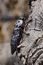 Mediterranean flatheaded woodborer / Jewel beetle (Capnodis cariosa / tenebrionis),  a pest of fruit trees including Apricot and Almond, well camouflaged on a tree trunk, Lesbos / Lesvos, Greece, May