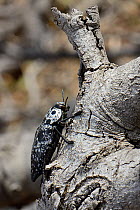 Mediterranean flatheaded woodborer / Jewel beetle (Capnodis cariosa / tenebrionis),  a pest of fruit trees including Apricot and Almond, well camouflaged on a tree trunk, Lesbos / Lesvos, Greece, May