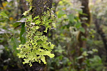 Tree lungwort / Lung lichen (Lobaria pulmonaria) patch growing on a tree trunk in montane Laurel forest, Anaga Mountains, Tenerife, May.