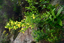 Mountain queen / Reina del Monte (Ixanthus viscosus), a Canaries endemic, flowering on a rock face in montane laurel forest, Anaga Rural Park,Tenerife, May.