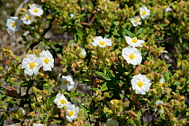 Narrow-leaved cistus (Cistus monspeliensis) flowering on mountain slopes, Teide National Park, Tenerife, May.