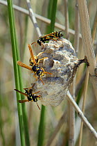 Femae Greek paper wasps (Polistes hellenicus) on their nest in coastal scrubland, Lesbos / Lesvos,  Greece, May.