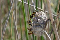 Female Greek paper wasps (Polistes hellenicus) tending grubs in their nest in coastal scrubland, Lesbos / Lesvos,  Greece, May.