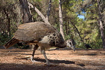 Juvenile Indian or Blue peafowl / peacocks(Pavo cristatus) foraging on a pine forest floor, Plaka, Kos, Dodecanese Islands, Greece, August.