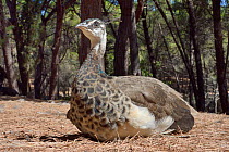 Juvenile Indian or Blue peafowl / peacock (Pavo cristatus) resting in a sunlit patch of pine forest floor, Plaka, Kos, Dodecanese Islands, Greece, August.