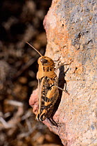 Pink-winged grasshopper / Prickly locust (Calliptamus barbarus) sunning on a boulder, Patmos, Dodecanese Islands, Greece, May.