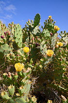Prickly pear cactus / Barbary fig (Opuntia ficus-indica) flowering, Tenerife, May.