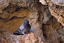 Wild Rock Dove / Rock pigeon (Columba livia), perched on an eroded volcanic rock face, Leros, Dodecanese Islands, Greece, August