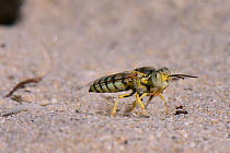 Female Sand wasp / Digger wasp (Bembix olivacea) excavating a nest hole in beach sand, flinging sand behind it as it works, Kos, Dodecanese Islands, Greece, August.