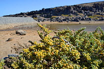 Sea grape (Zygophyllum / Tetraena fontanesii) bush with developing fruits on the margin of a sandy coastal lagoon, Tenerife, May.