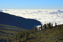 Clouds around the highlands of Tenerife, with dense forests of Canary Island pine (Pinus canariensis) Tenerife, May.
