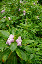 Shrub balsam / Oliver's touch me not (Impatiens sodenii / oliveri)  an east African species invasive in the Canaries, flowering in montane laurel forest, Anaga Mountains,Tenerife, May.