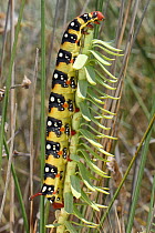 Spurge hawkmoth caterpillar (Hyles euphorbiae) feeding on Sea spurge (Euphorbia paralias) among sand dunes, Lesbos / Lesvos, Greece, May.