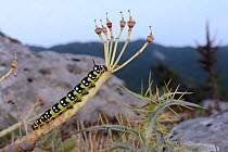 Spurge hawkmoth caterpillar (Hyles euphorbiae) on Broad-leaved glaucous spurge / Myrtle spurge (Euphorbia myrsinites) stripped of its leaves, on limestone mountain top, Mount Olympus, Lesbos / Lesvos,...