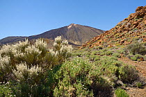 Teide white broom (Spartocytisus supranubius) and Shrubby scabious (Pterocephalus lasiospermus) flowering on the slopes of Mount Teide, Teide National Park, Tenerife, May.