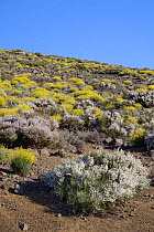 Teide straw (Descourainia bourgaeana) and Teide white broom (Spartocytisus supranubius), both endemic to Tenerife, flowering on pumice strewn slope, Teide National park, Tenerife, May.