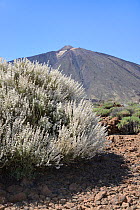 Teide white broom (Spartocytisus supranubius) flowering on the slopes of Mount Teide, Teide National Park, Tenerife, May.