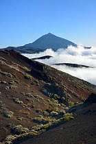 Clumps of Teide white broom (Spartocytisus supranubius) flowering on volcanic slopes with a sea of cloud rising and El Teide in the background in sunset light, Tenerife, May.