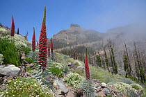 Three metre tall Mount Teide bugloss / Tower of jewels / Red Tajinaste (Echium wildpretii) flowering spikes and clumps of Teide marguerite (Argyranthemum teneriffae) on misty mountainside, Teide Natio...