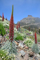 Three metre tall Mount Teide bugloss (Echium wildpretii) flowering spikes and clumps of Teide marguerite (Argyranthemum teneriffae) on misty mountainside, Teide National Park, Tenerife, Canary Islands...