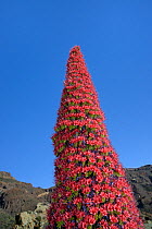 Flowers of Mount Teide bugloss  (Echium wildpretii), Teide National Park, Tenerife, Canary Islands, May.