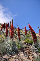 Three metre tall Mount Teide bugloss  (Echium wildpretii) flowering spikes on mountainside, Teide National Park, Tenerife, Canary Islands, May.