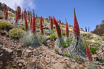 Three metre tall Mount Teide bugloss (Echium wildpretii) flowering spikes alongside clumps of Canary catmint / Teide catmint (Nepeta teydea var. teydea) and Teide marguerites / Tenerife Daisies (Argyr...