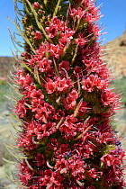 Flowers of Mount Teide bugloss (Echium wildpretii), Teide National Park, Tenerife, Canary Islands, May.