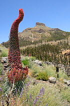 Three metre tall Mount Teide bugloss (Echium wildpretii) flowering spike and Canary catmint / Teide catmint (Nepeta teydea var. teydea) on mountainside, Teide National Park, Tenerife, Canary Islands,...