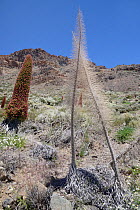 Dried skeletons and flowering spike of Mount Teide bugloss  (Echium wildpretii) flower spikes in the Las Canadas caldera, Teide National Park, Tenerife, Canary Islands, May.