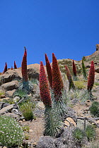 Mass of Mount Teide bugloss / Tower of jewels / Red Tajinaste (Echium wildpretii) flowering spikes in the Las Canadas caldera, Teide National Park, Tenerife, May.