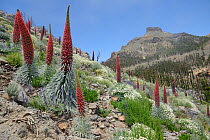Three metre tall Mount Teide bugloss / Tower of jewels / Red Tajinaste (Echium wildpretii) flowering spikes alongside clumps of Canary catmint / Teide catmint (Nepeta teydea var. teydea) and Teide mar...