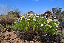 Clumps of Teide marguerites / Tenerife Daisies (Argyranthemum teneriffae) and Teide straw (Descourainia bourgaeana), endemic to Tenerife, flowering among old lava flows on the slopes of El Teide volca...