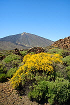 Teide sticky broom (Adenocarpus viscosus) flowering on the slopes of Mount Teide, Teide National Park, Tenerife, May.