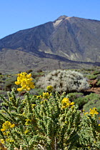 Teide sticky broom (Adenocarpus viscosus) and Teide white broom (Spartocytisus supranubius) flowering on the slopes of Mount Teide, Teide National Park, Tenerife, May.