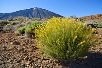 Teide straw (Descurainia bourgeauana) flowering on the slopes of Mount Teide, Teide National Park, Tenerife, May.