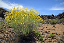 Teide straw (Descourainia bourgaeana), endemic to Tenerife, flowering among old volcanic lava flows and pumice soil, Teide National park, Tenerife, May.