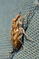 Large thistle weevil / Sluggish weevil (Cleonis pigra), on fabric, Lesbos / Lesvos, Greece, May.