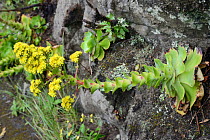 Tree houseleek (Aeonium cuneatum), an endemic species of the Anaga mountians, flowering on a rocky roadside slope in montane laurel forest, Anaga Rural Park,Tenerife, May.