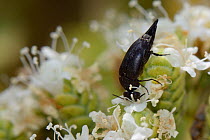 Tumbling flower beetle / Pintail beetle (Mordellidae) feeding on Cretan oregano flower (Origanum onites)  Lesbos / Lesvos, Greece, May.