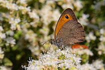 Turkish meadow brown butterfly (Maniola megala) feeding on Cretan oregano (Origanum onites) flowers with wings closed, Lesbos (Lesvos), Greece, May.