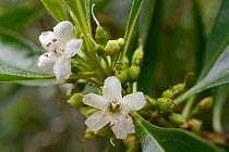 Waterbush / Pointed Boobialla (Myoporum tenuifolium) a species from Australia and New Caledonia invasive in Tenerife, with flowers and developing fruits in montane laurel forest, near  Chamorga, Anaga...