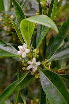 Waterbush / Pointed Boobialla (Myoporum tenuifolium) a species from Australia and New Caledonia invasive in Tenerife, with flowers and developing fruits in montane laurel forest, near  Chamorga, Anaga...