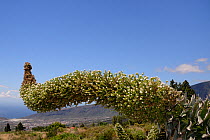 White echium / White tower of jewels (Echium simplex) flowering on mountainside, Tenerife, Canary Islands, May.