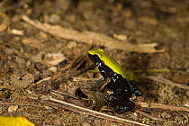 Green-backed mantella frog (Mantella laevigata) Nosy Mangabe Reserve, Madagascar.