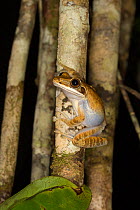 Tree frog (Boophis sp) east coast of Madagascar.