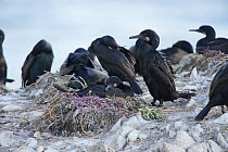 Brandt's cormorant (Phalacrocorax penicillatus) nest colony,  Point Lobos State Reserve, California, USA, May.