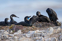 Brandt's cormorant (Phalacrocorax penicillatus) nest  colony, Point Lobos State Reserve, California, USA, May.
